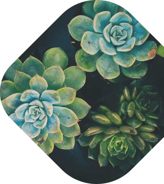 succulents image